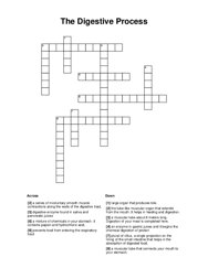 The Digestive Process Crossword Puzzle