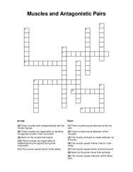 Muscles and Antagonistic Pairs Crossword Puzzle