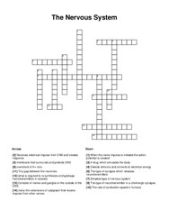 The Nervous System Crossword Puzzle