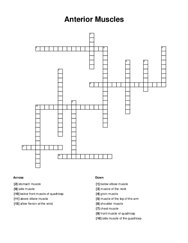Anterior Muscles Crossword Puzzle