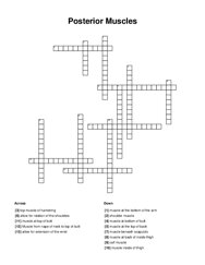 Posterior Muscles Crossword Puzzle