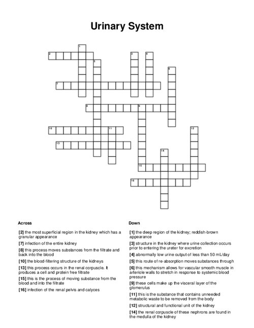 Urinary System Crossword Puzzle