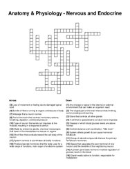 Anatomy & Physiology - Nervous and Endocrine Crossword Puzzle