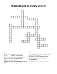 Digestion and Excretory System Crossword Puzzle