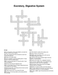 Excretory, Digestive System Crossword Puzzle