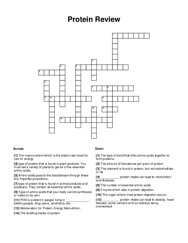 Protein Review Crossword Puzzle