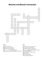 Muscles and Muscle Contraction Crossword Puzzle