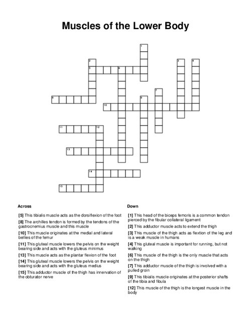 Muscles of the Lower Body Crossword Puzzle