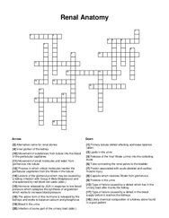 Renal Anatomy Word Scramble Puzzle
