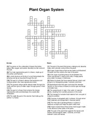 Plant Organ System Crossword Puzzle