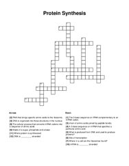 Protein Synthesis Crossword Puzzle