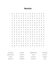 Muscles Word Scramble Puzzle