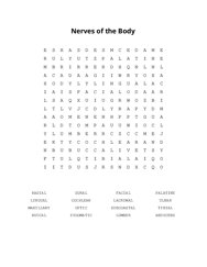 Nerves of the Body Word Scramble Puzzle